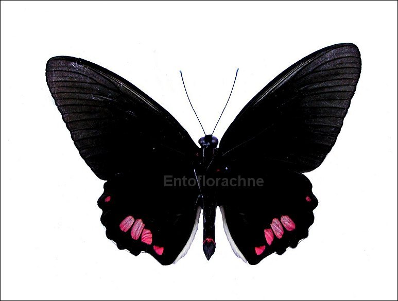 Parides sesostris 2