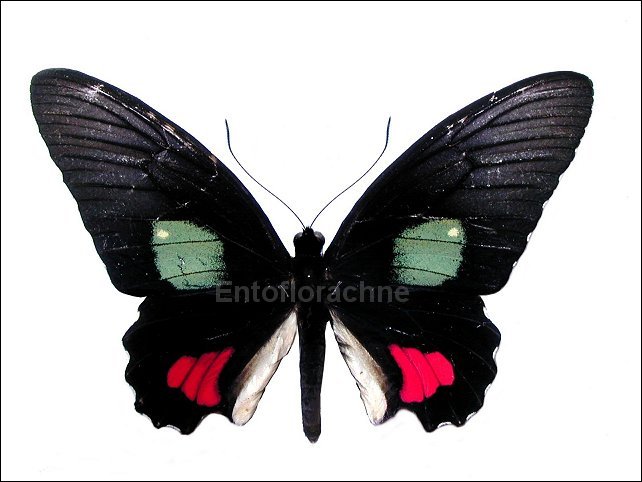 Parides vertumnus 1