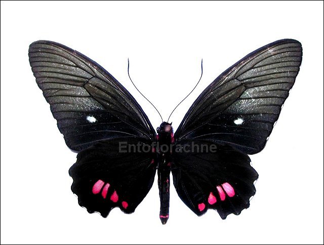 Parides vertumnus 2