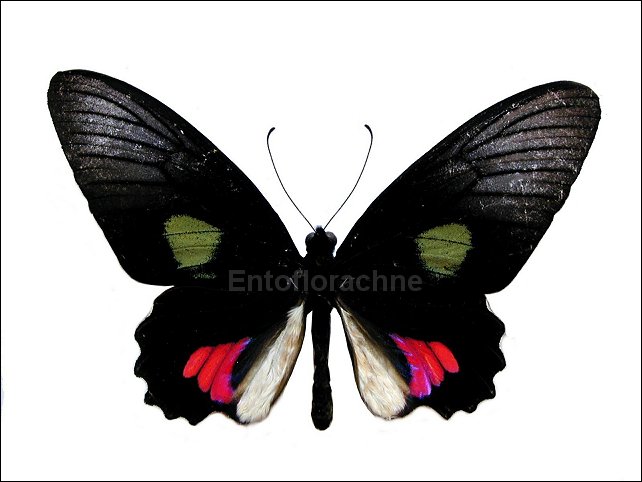 Parides vertumnus 3