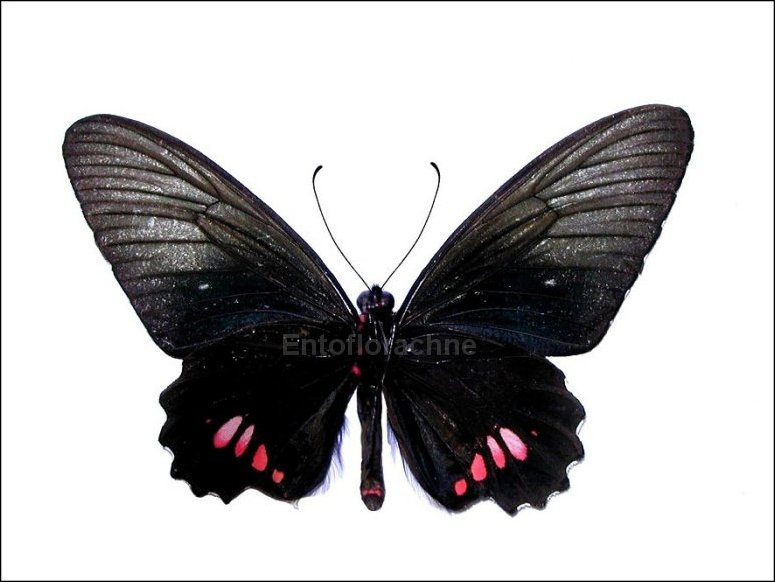 Parides vertumnus 4