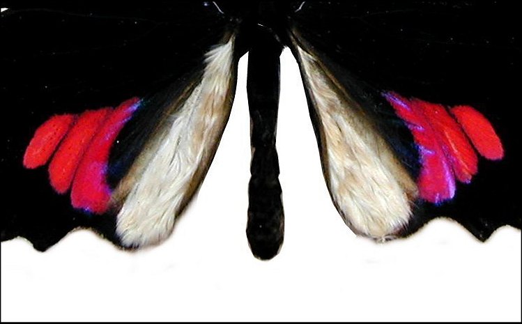 Parides vertumnus 5