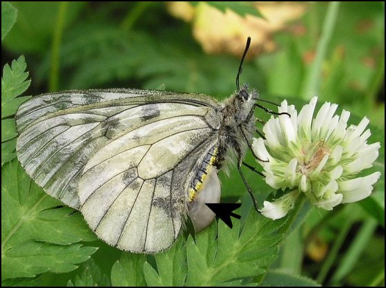 Parnassius mnemosyne