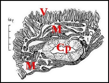 Paroi muscle