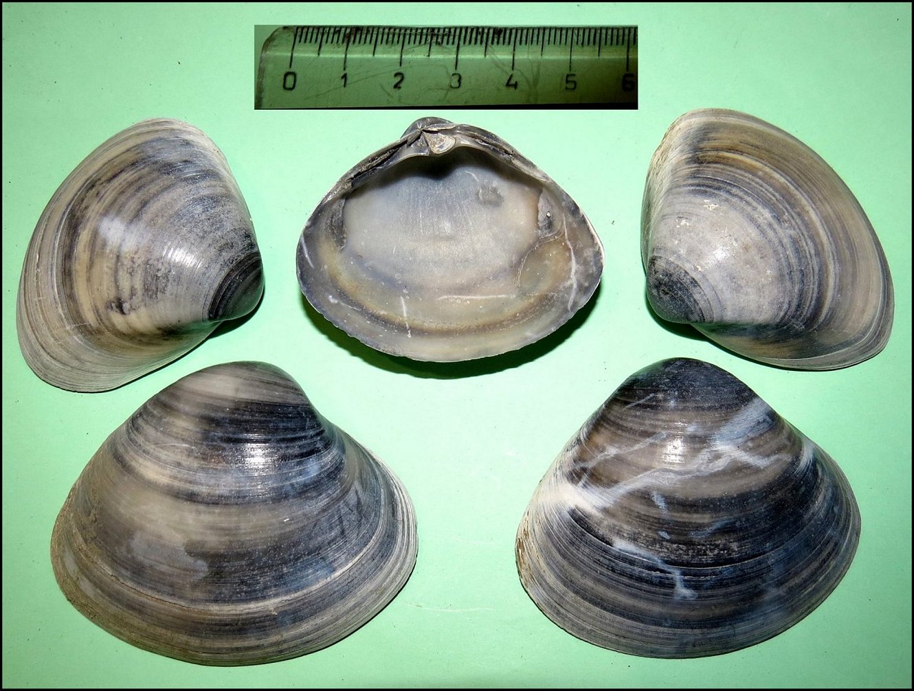 Pecten 34