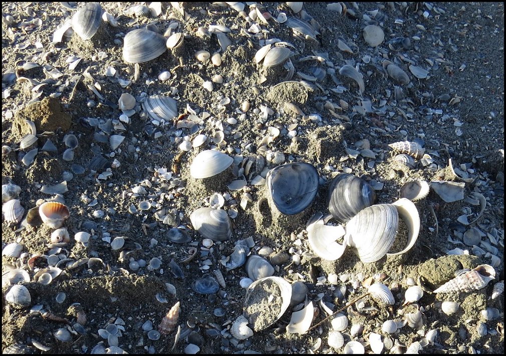 Pecten 35