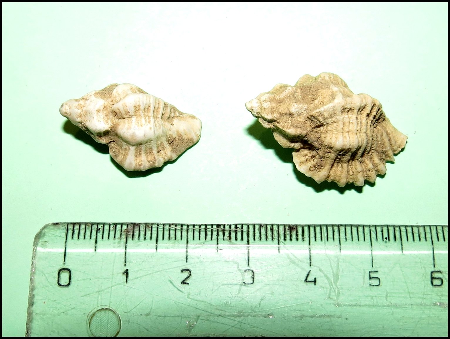 Pecten 36