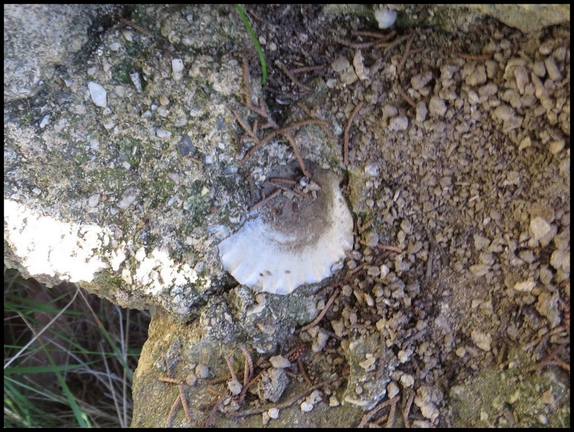 Pecten 39
