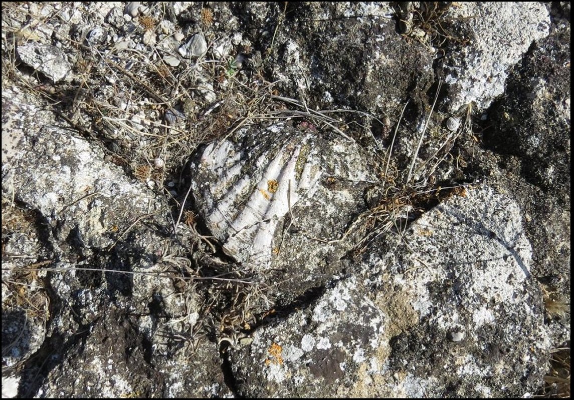 Pecten 40