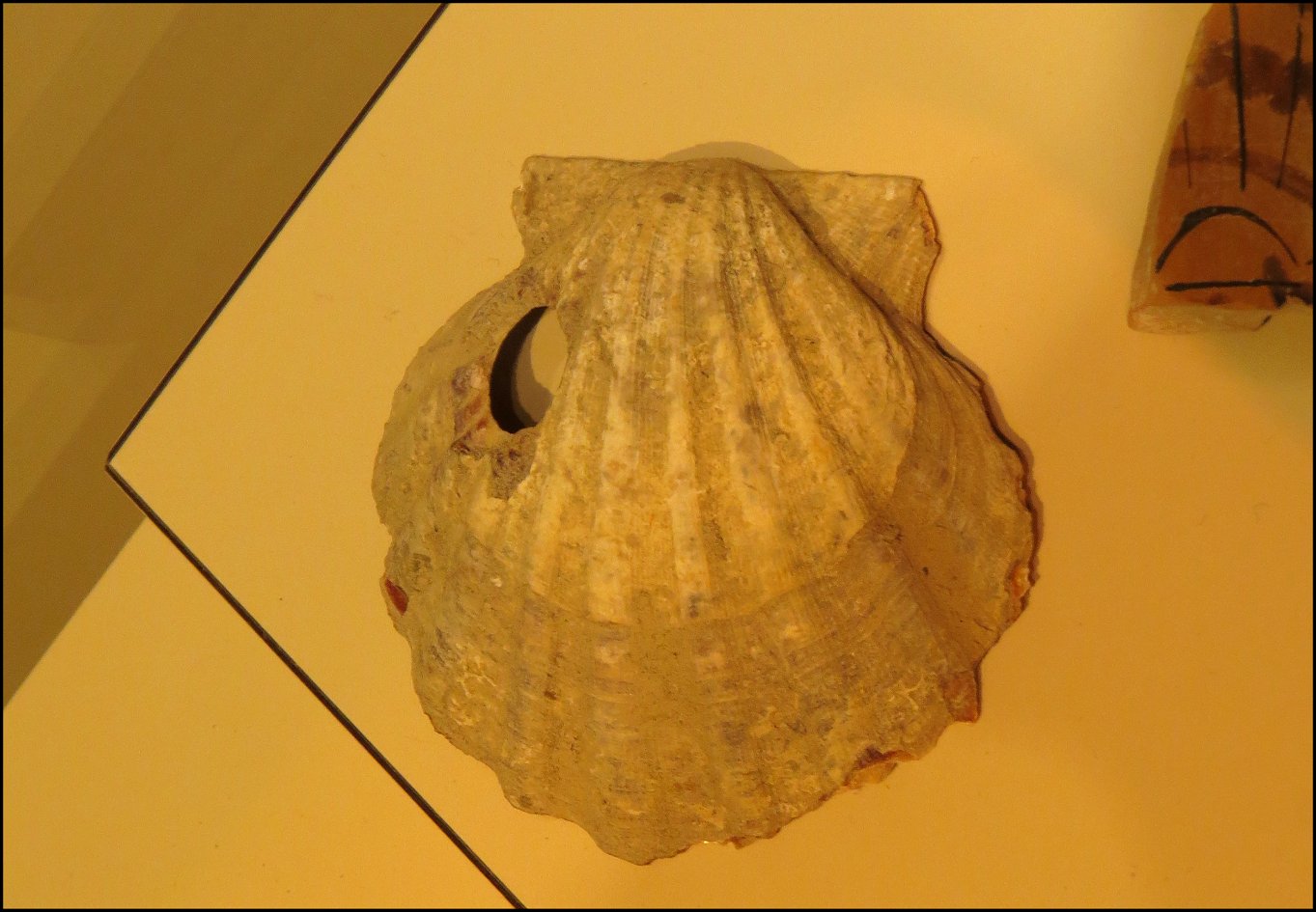 Pecten Ensérune 1