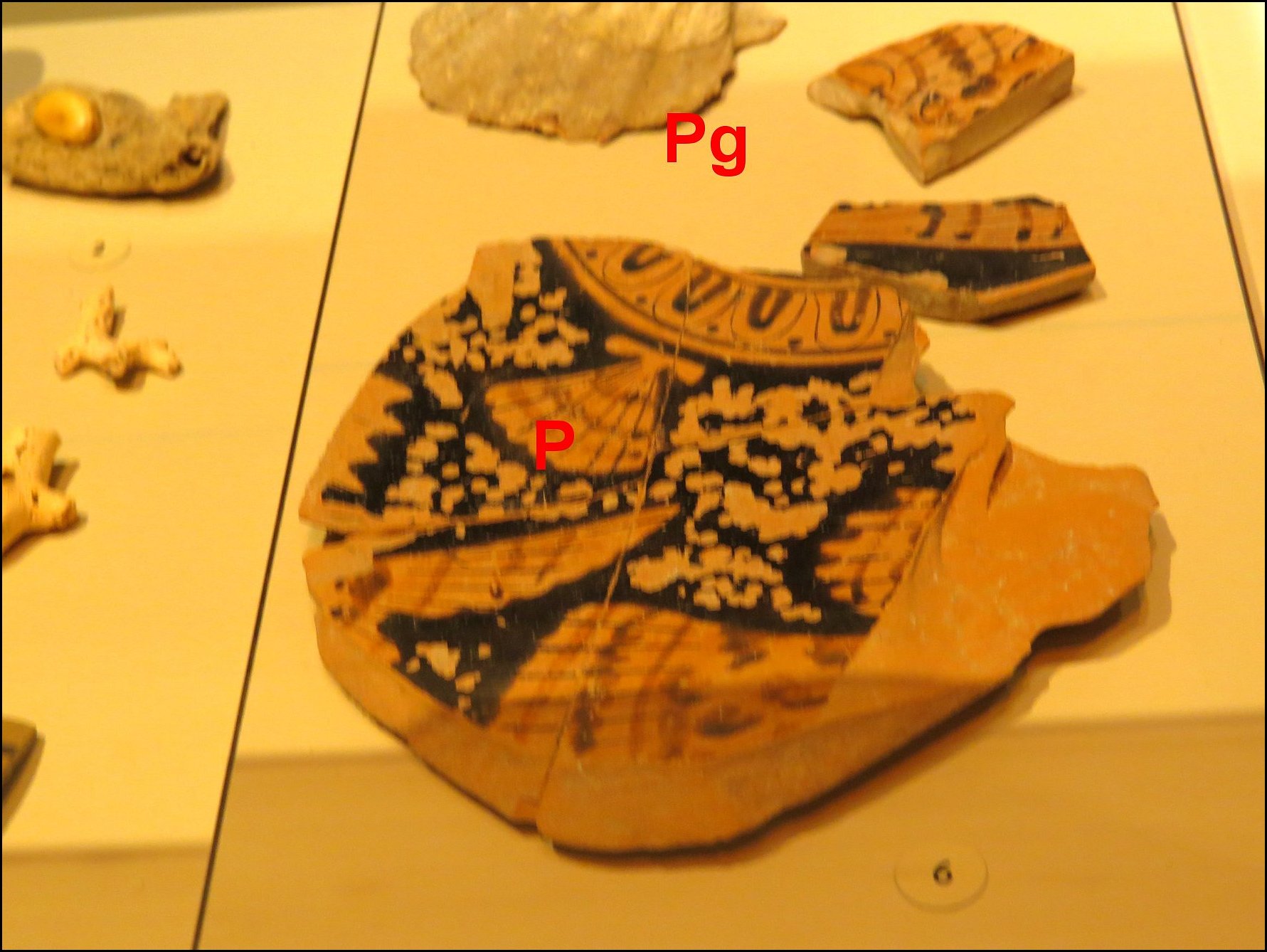 Pecten Ensérune 2