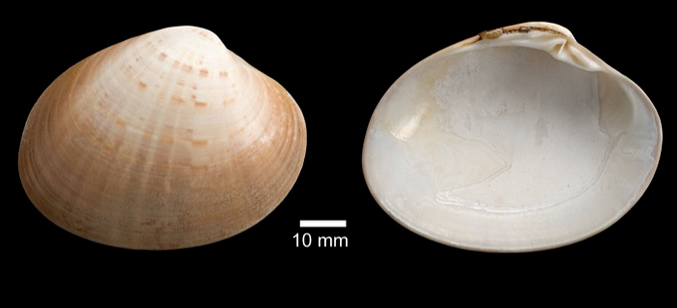 Pecten  Fig.43