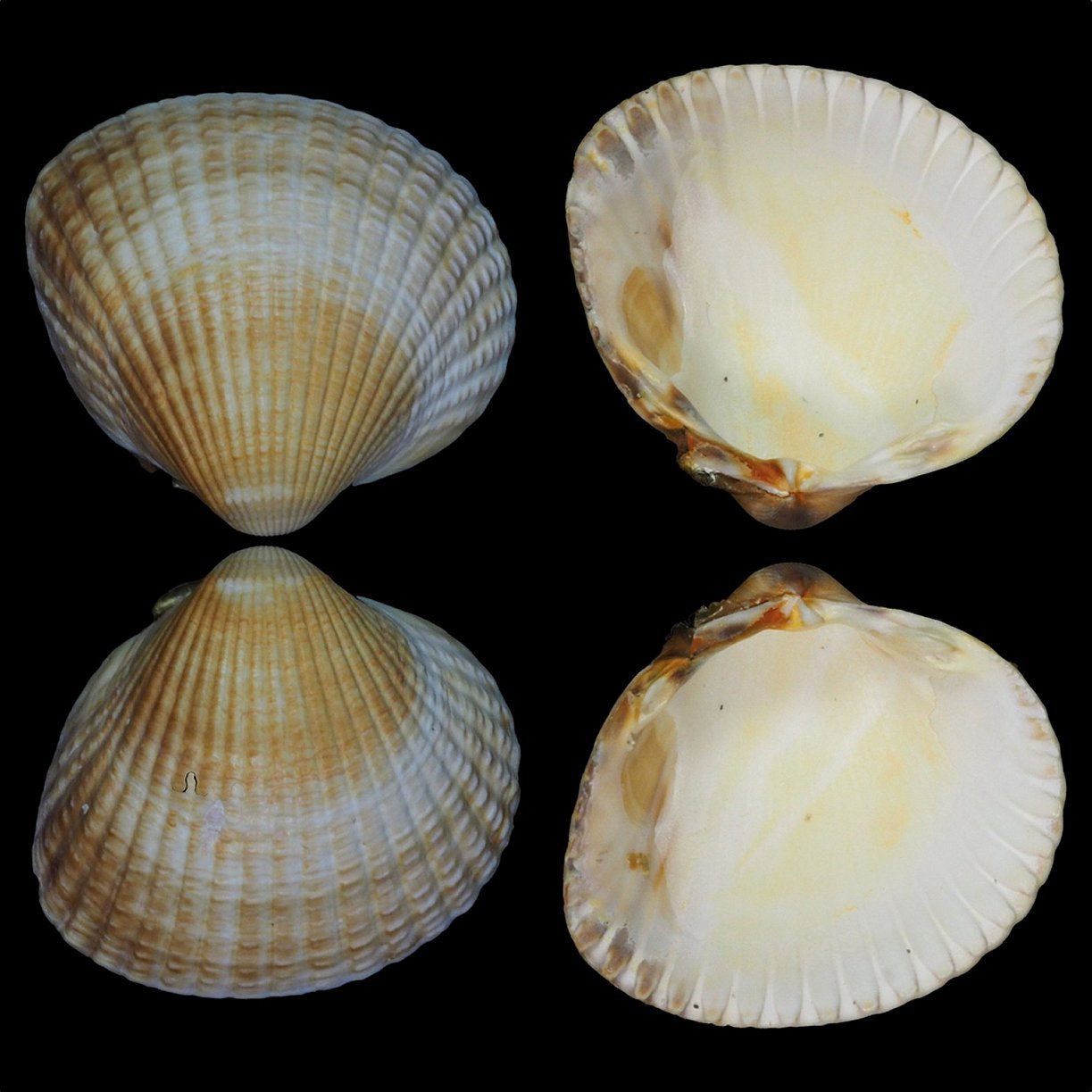 Pecten Fig.10