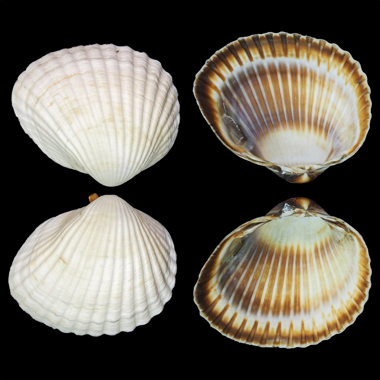 Pecten Fig.11