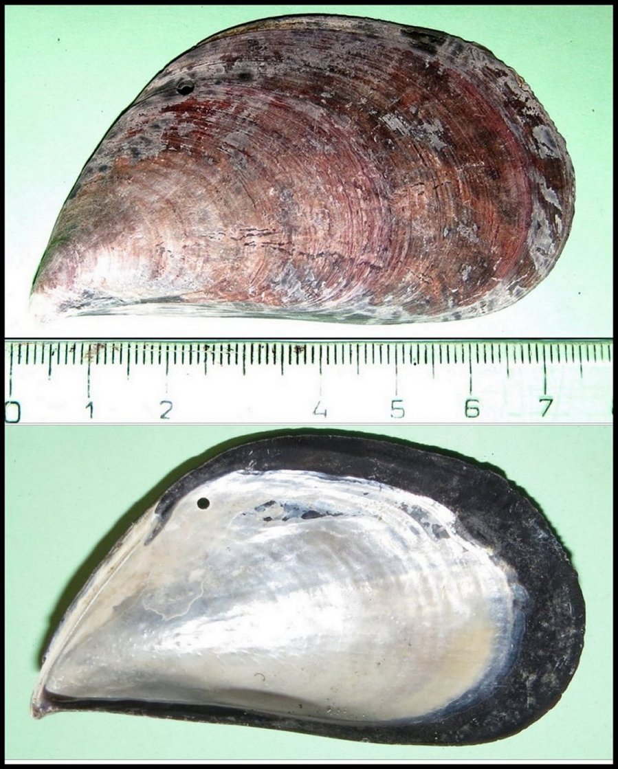 Pecten Fig.12