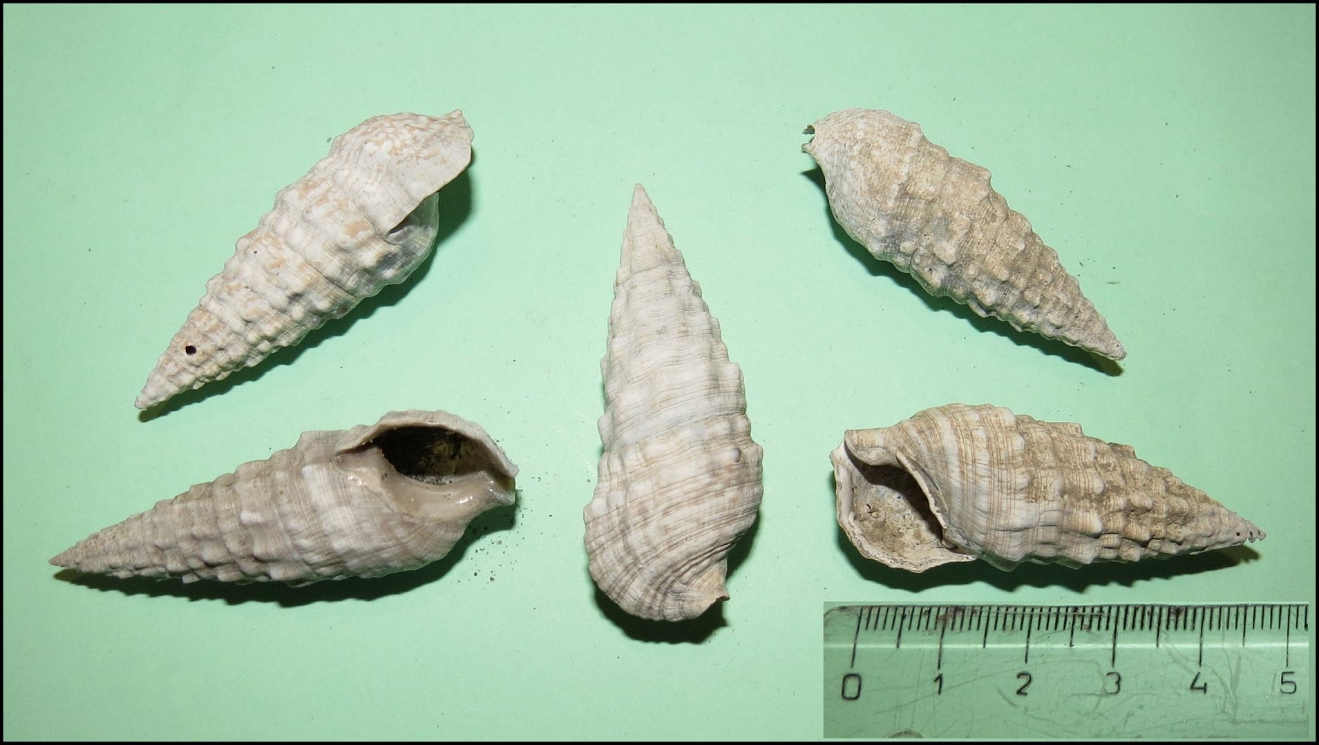 Pecten Fig.15