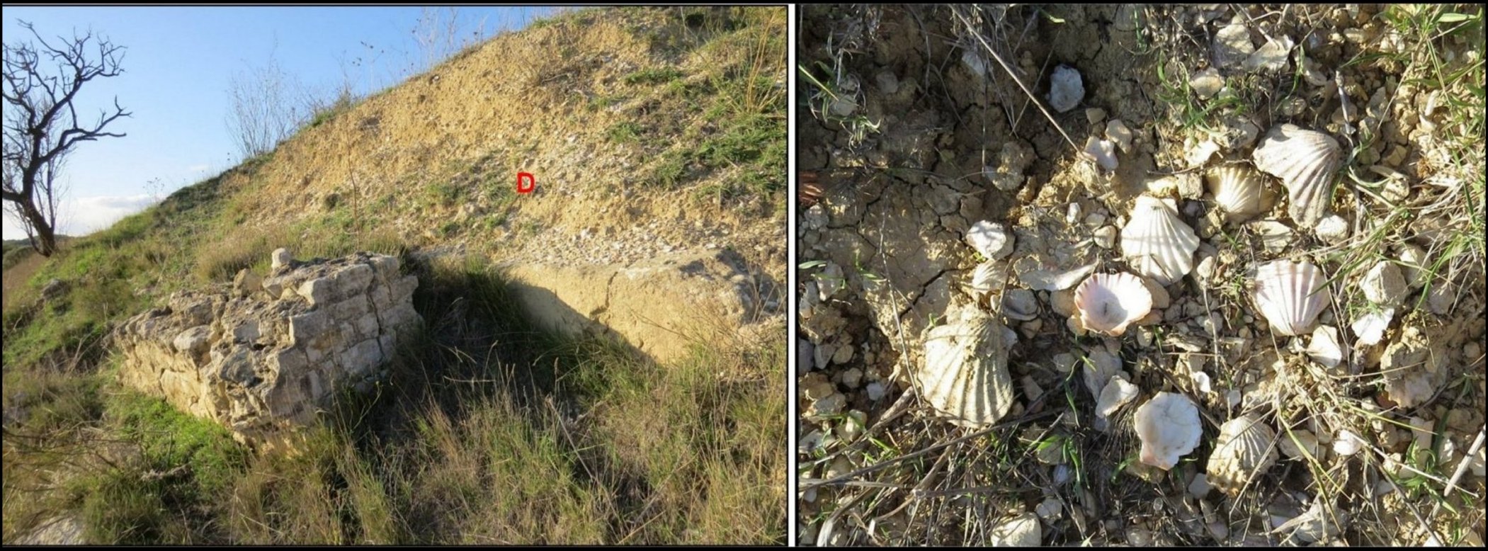 Pecten Fig.16