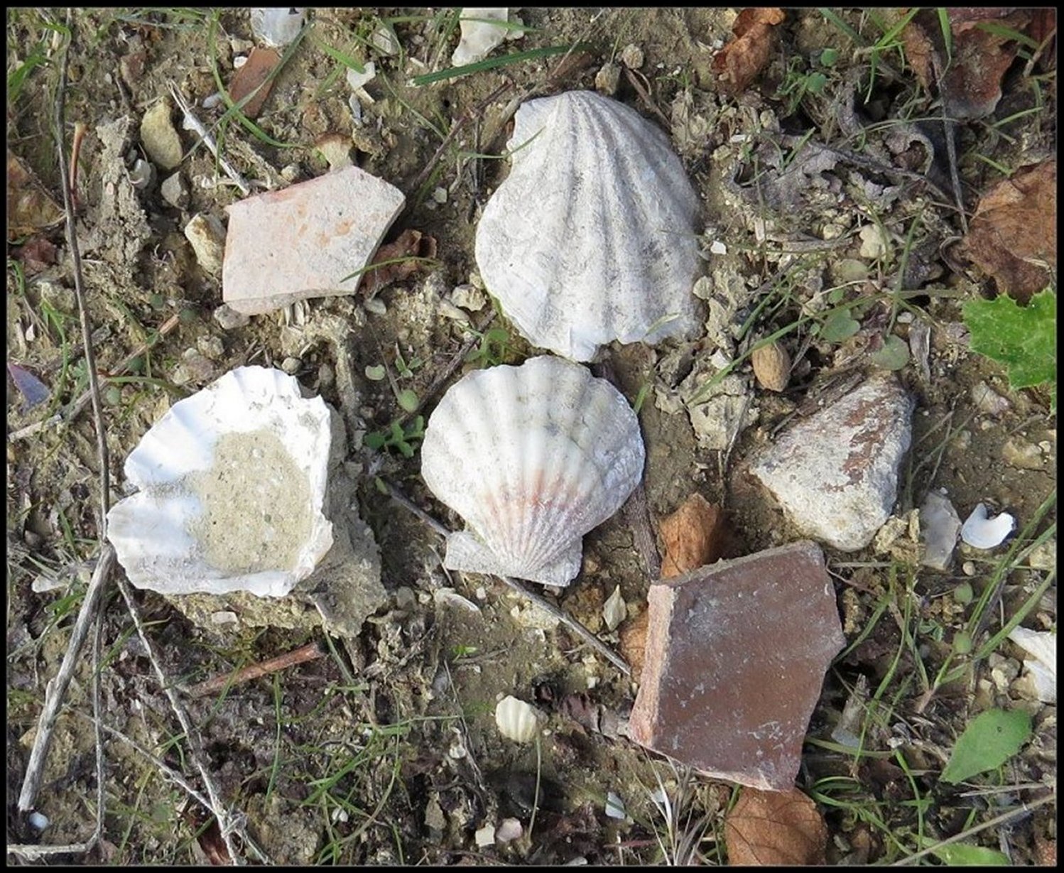 Pecten Fig.17