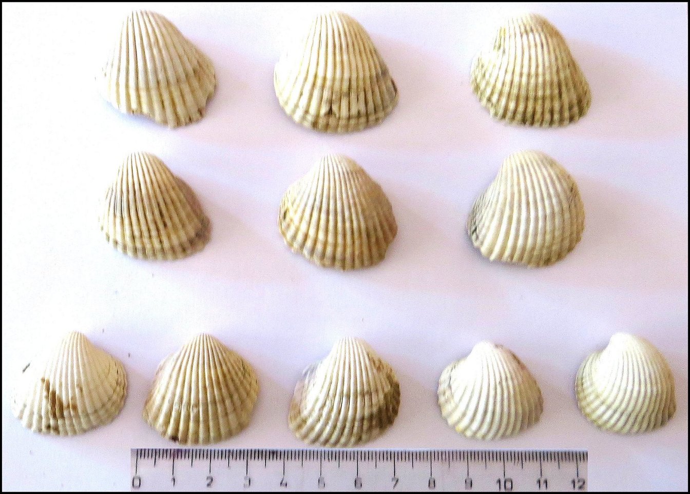 Pecten Fig.28 1