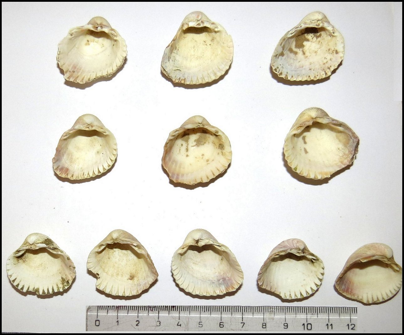 Pecten Fig.28 2