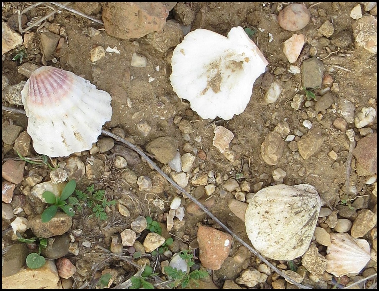 Pecten Fig.29