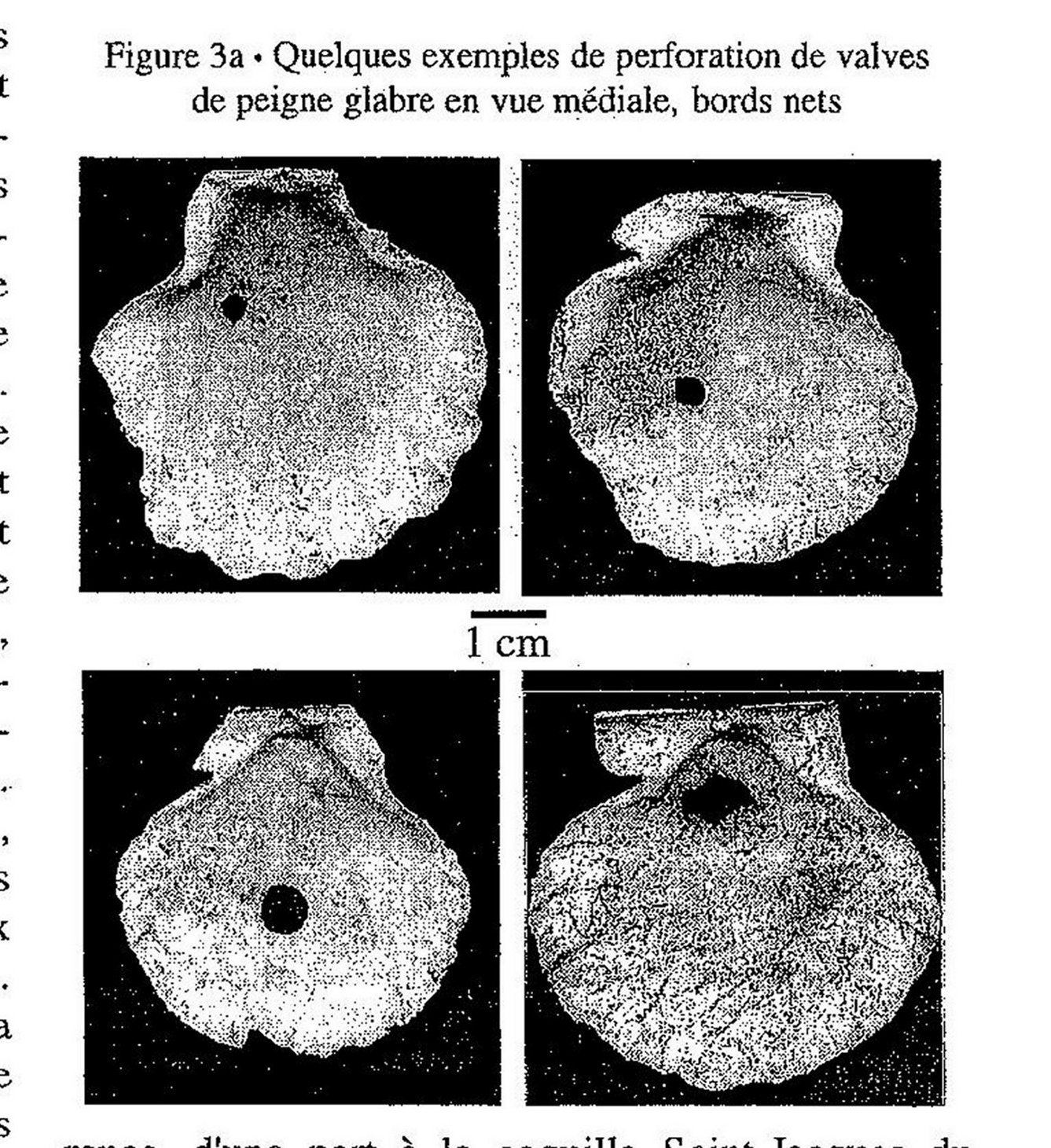 Pectn fig.42