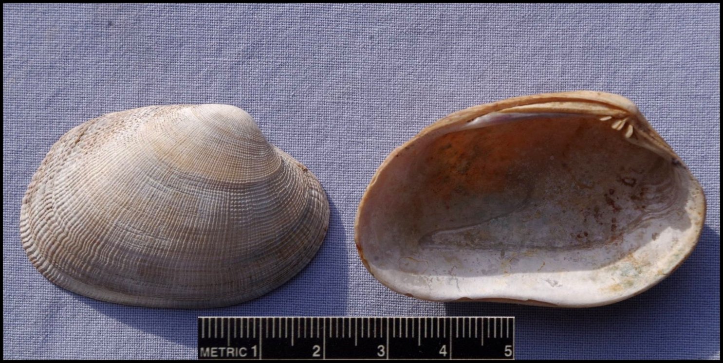 Pecten Fig.44