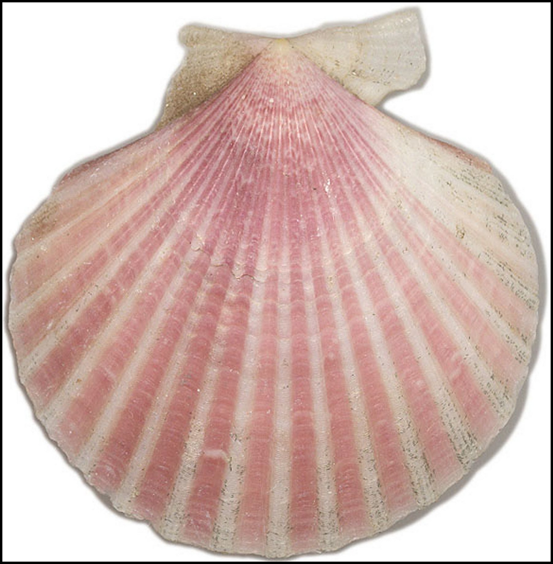 Pecten Fig.5