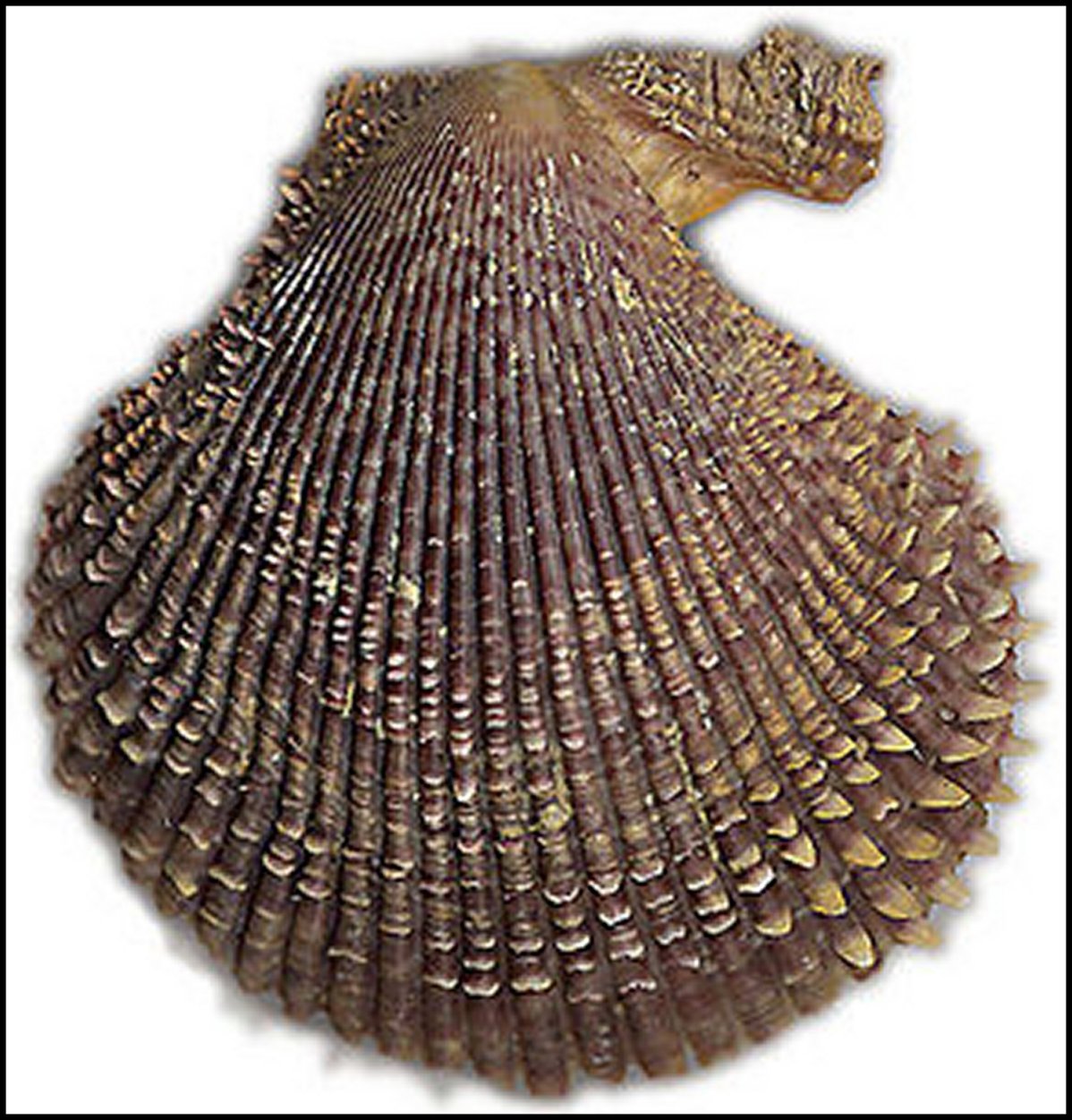 Pecten Fig.6