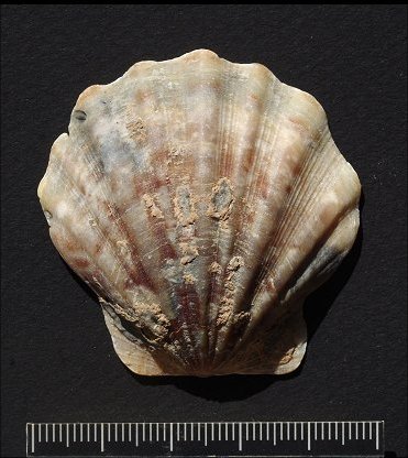 Pecten glaber Mars 2024 1