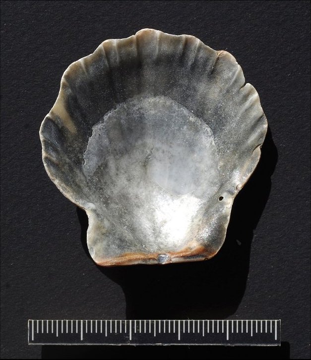 Pecten glaber Mars 2024 2
