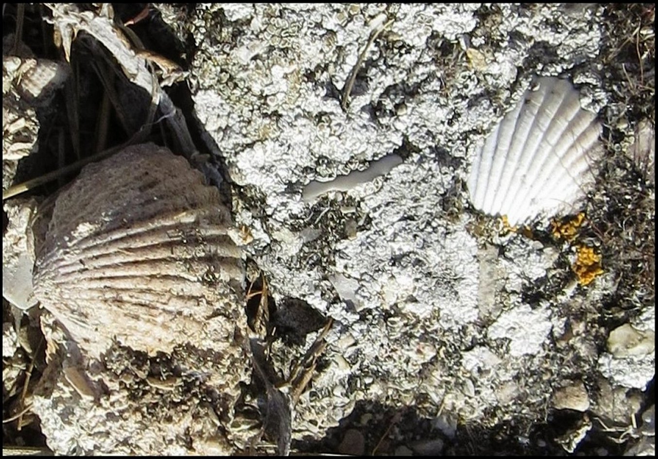 Pecten Fig.37 a
