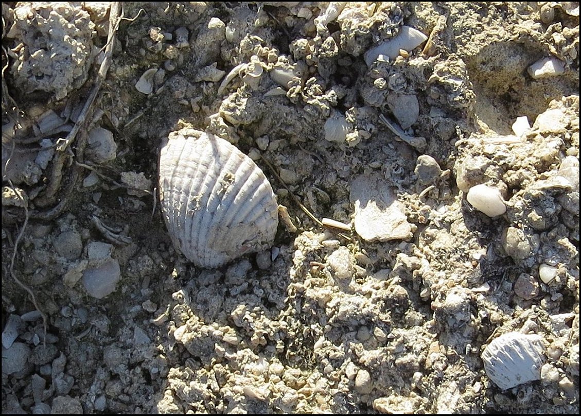 Pecten Fig.37 b