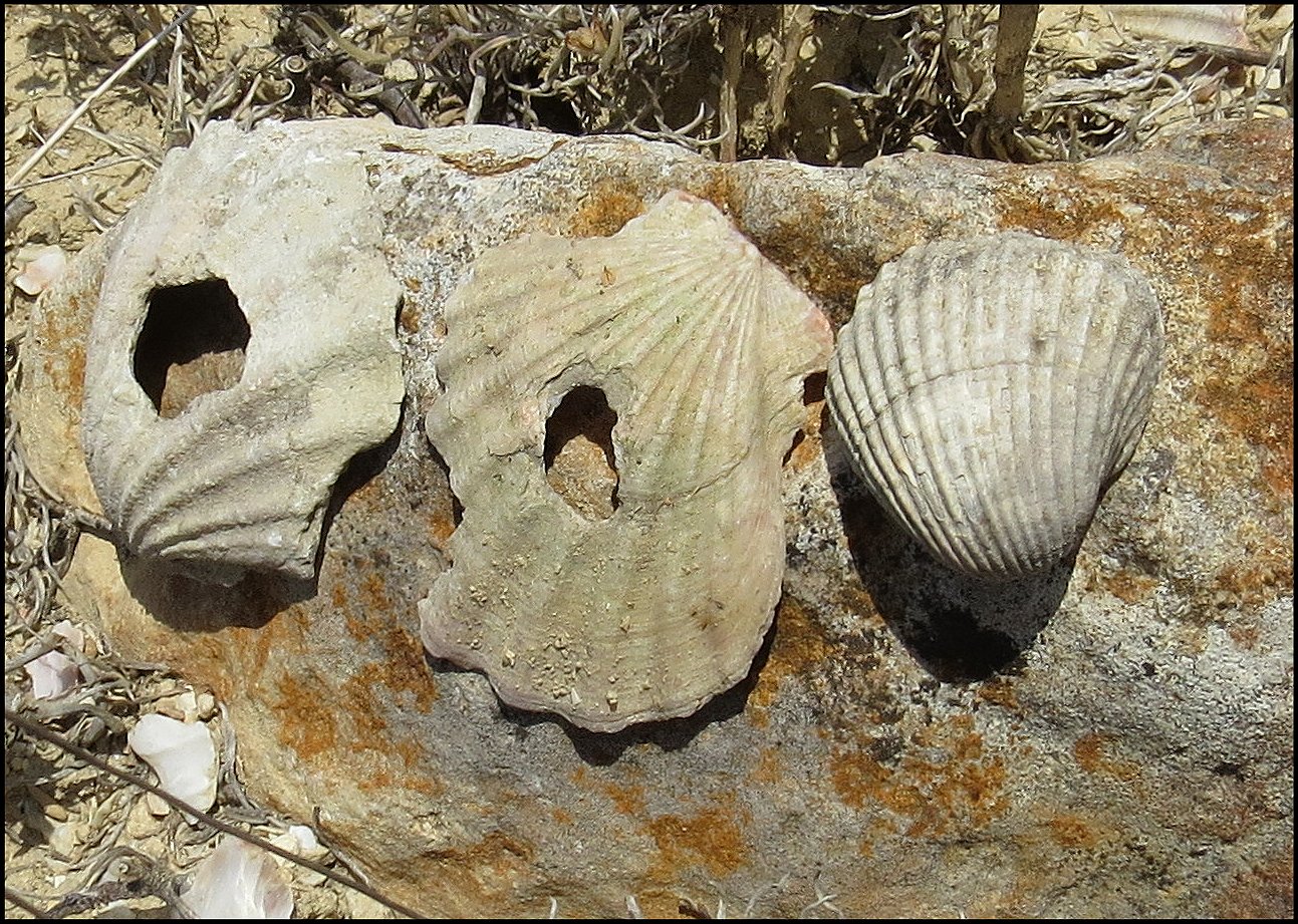 Pectens perforés et coque