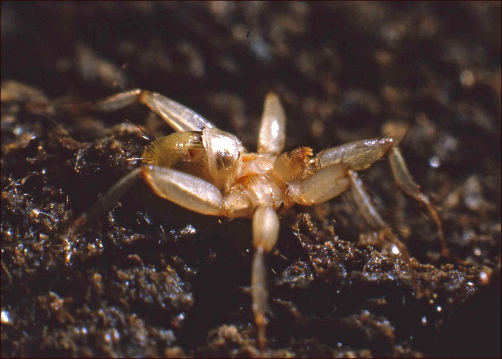 Penicillidia 1