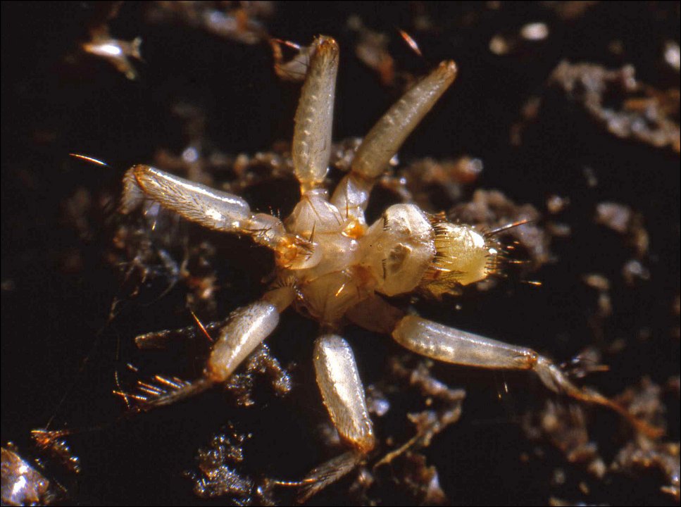 Penicillidia 2