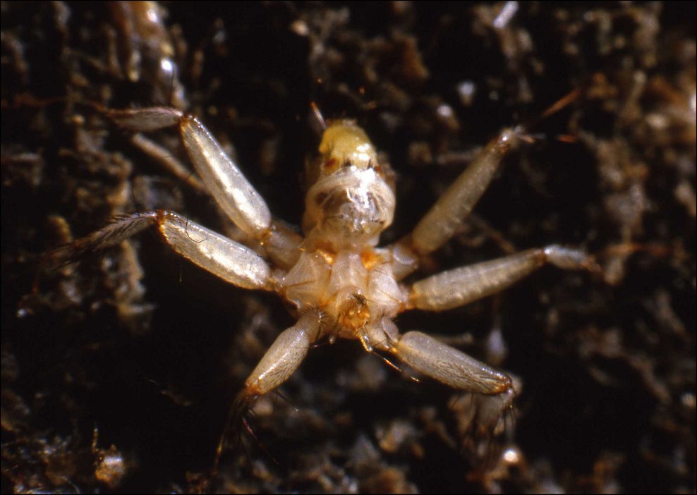 Penicillidia 3