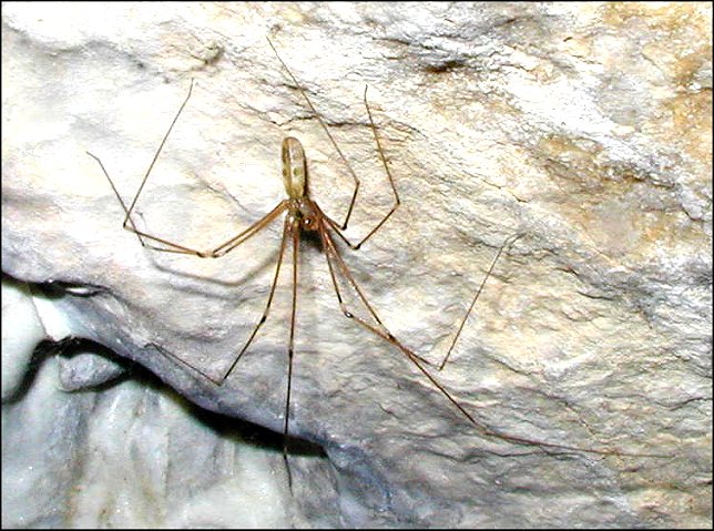 Pholcus 1