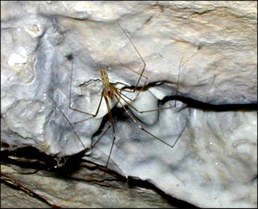 Pholcus 2