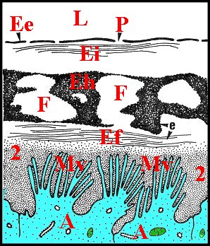 Pholcus schÃ©ma