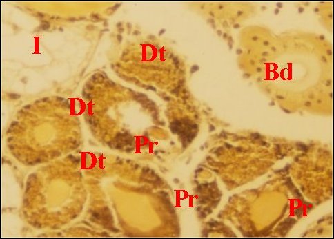 Piriformes