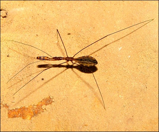 Ploiaria domestica 2