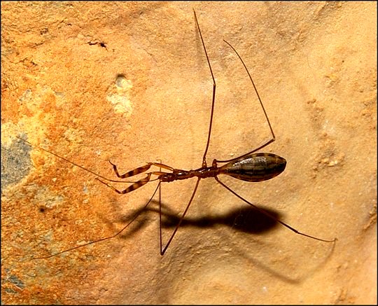 Ploiaria domestica 4