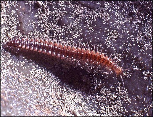 Polymicrodon 4