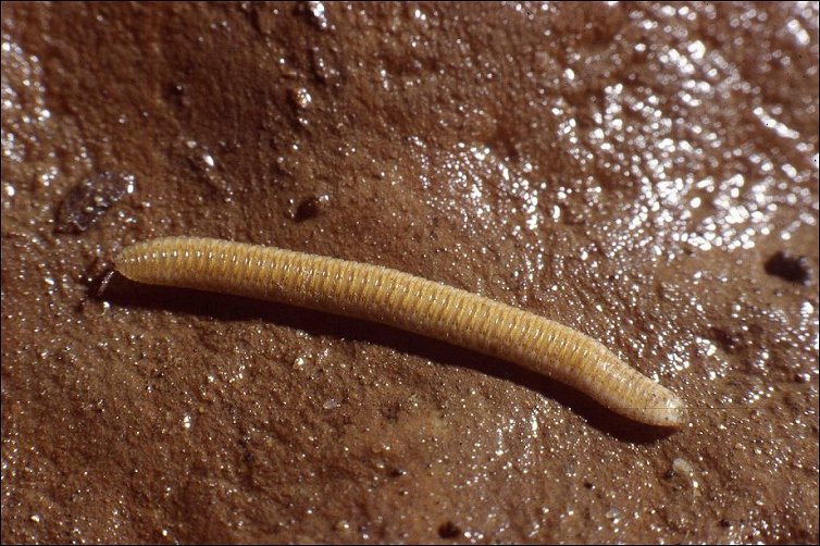 Polyzonium