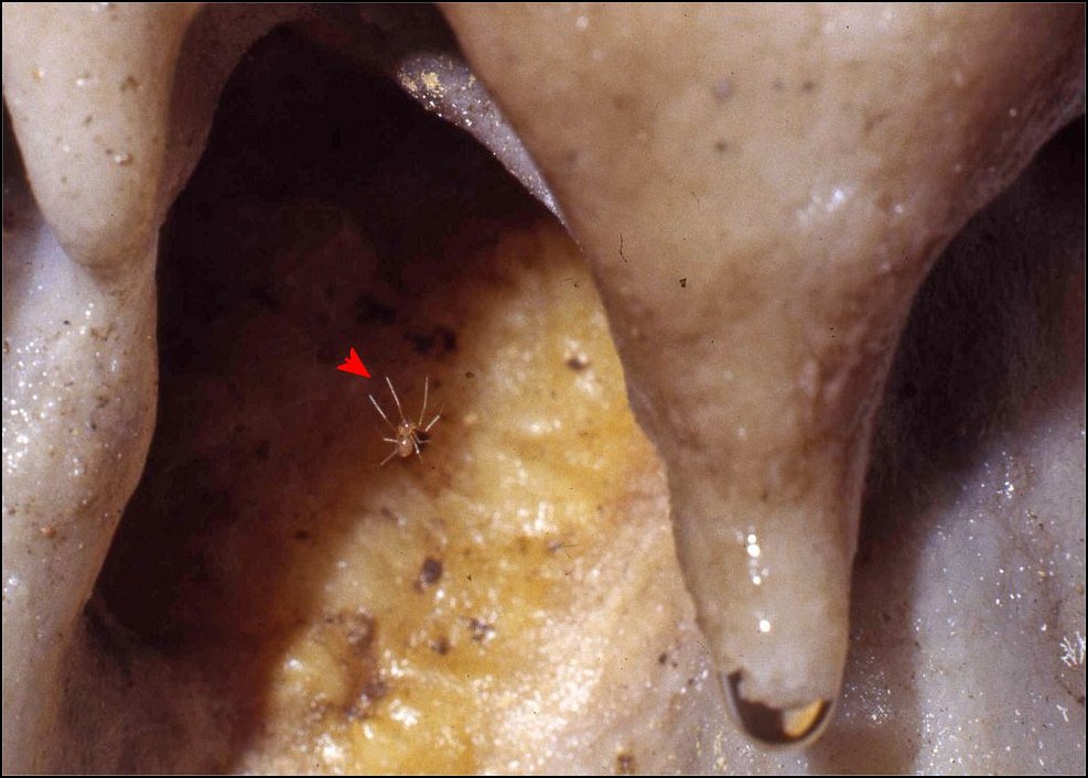 Porrhomma 1