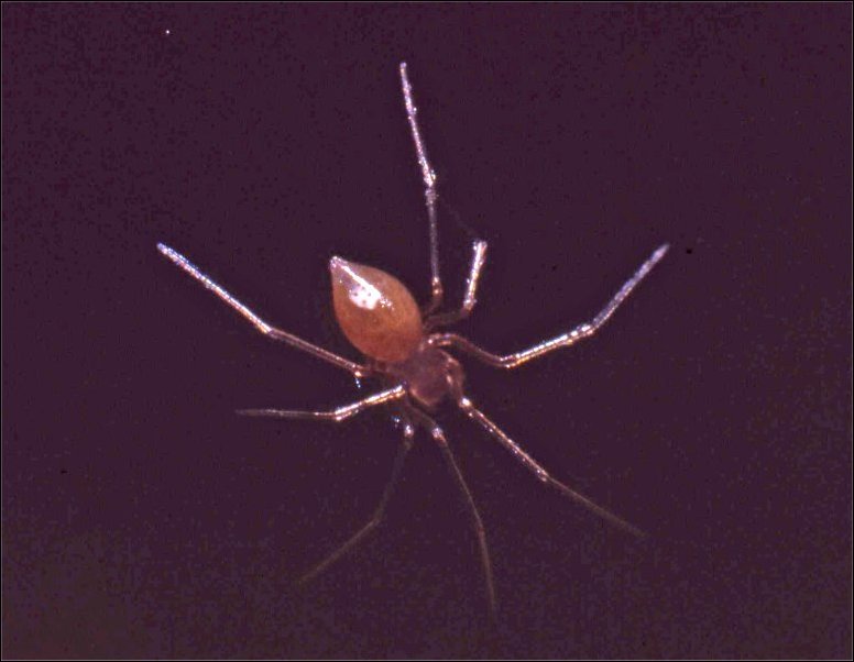 Porrhomma 2