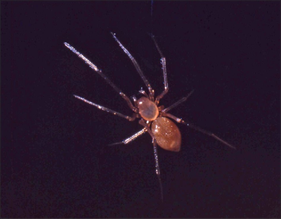 Porrhomma 3