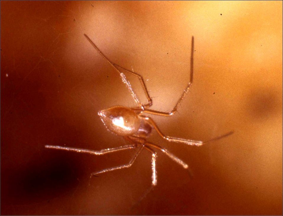 Porrhomma 4