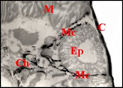 Prgon. Holocnemus